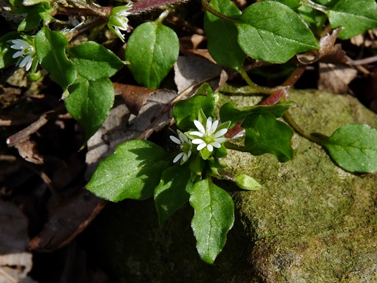 {Stellaria media}